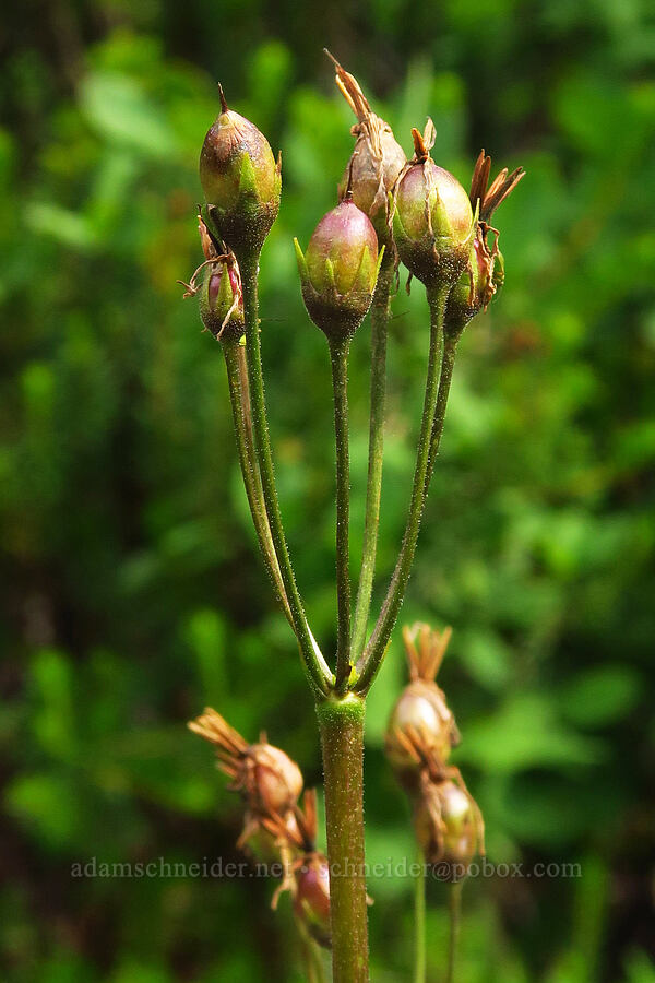 tall mountain shooting-stars, going to seed (Dodecatheon jeffreyi (Primula jeffreyi)) [Snow Lake Divide, Alpine Lakes Wilderness, King County, Washington]