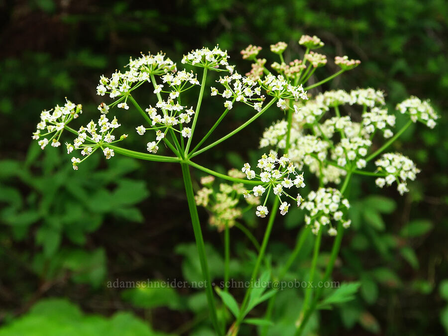 Gray's lovage (Ligusticum grayi) [Snow Lake Divide, Alpine Lakes Wilderness, King County, Washington]