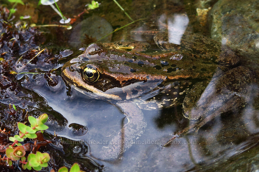 Cascades frog (Rana cascadae) [Snow Lake Divide, Alpine Lakes Wilderness, King County, Washington]