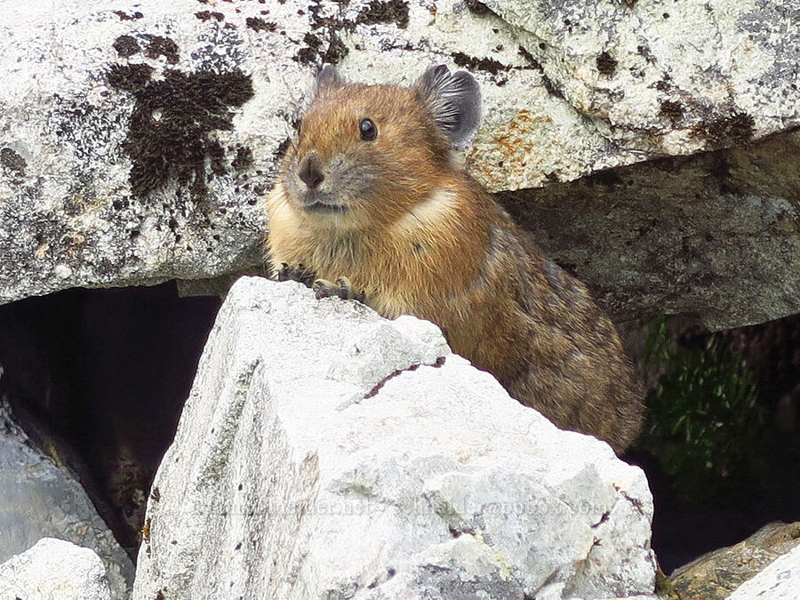 pika (Ochotona princeps fenisex) [Snow Lake Divide, Alpine Lakes Wilderness, King County, Washington]