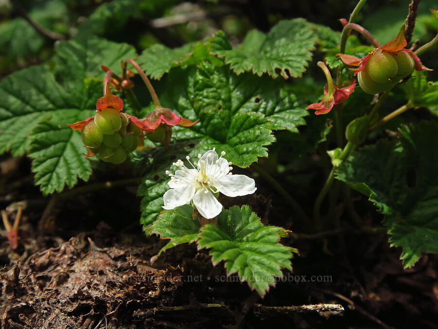 dwarf bramble flower & berries (Rubus lasiococcus) [Snow Lake Divide, Alpine Lakes Wilderness, King County, Washington]