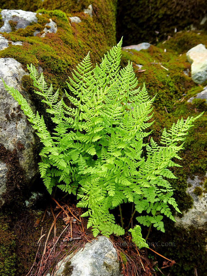 alpine lady fern (Athyrium distentifolium var. americanum (Athyrium alpestre ssp. americanum)) [below Chair Peak, Alpine Lakes Wilderness, King County, Washington]