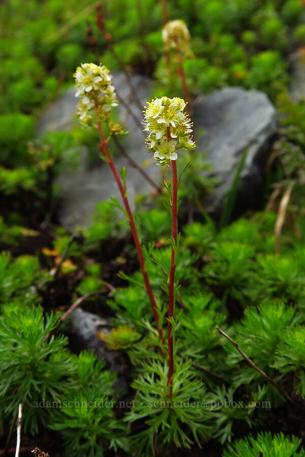 partridgefoot (Luetkea pectinata) [below Chair Peak, Alpine Lakes Wilderness, King County, Washington]