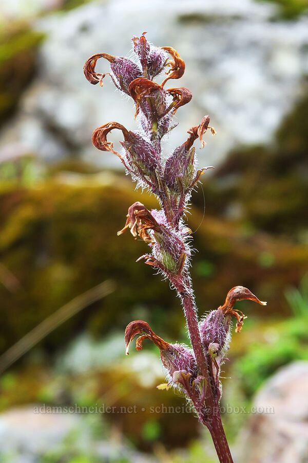 bird's-beak lousewort, going to seed (Pedicularis ornithorhynchos (Pedicularis ornithorhyncha)) [below Chair Peak, Alpine Lakes Wilderness, King County, Washington]