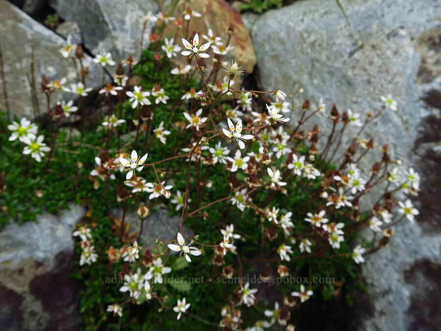 rusty saxifrage & Tolmie's saxifrage (Micranthes ferruginea (Saxifraga ferruginea), Micranthes tolmiei (Saxifraga tolmiei)) [below Chair Peak, Alpine Lakes Wilderness, King County, Washington]