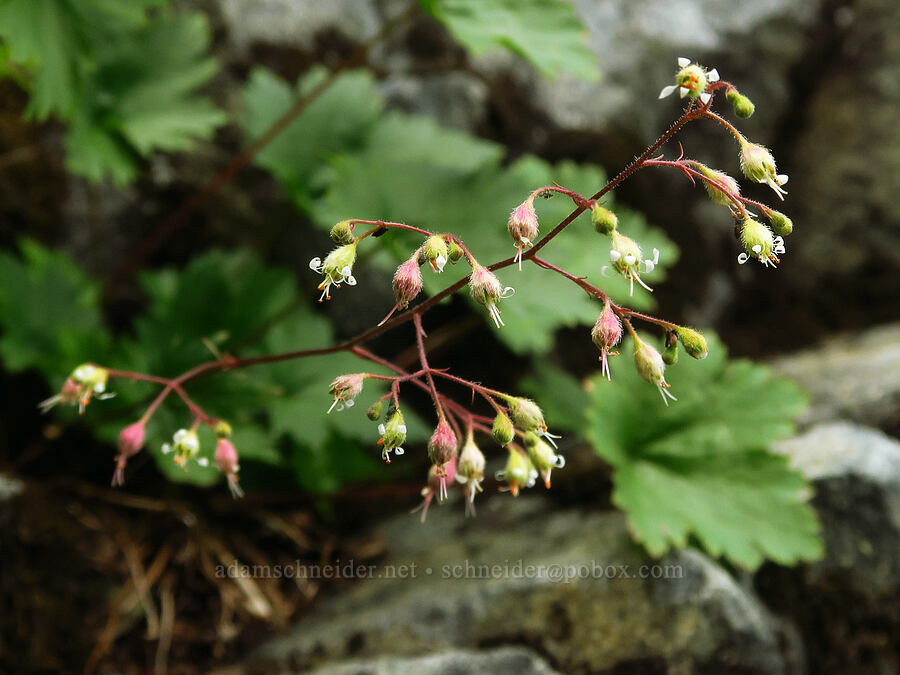 small-flowered alumroot (Heuchera micrantha) [below Chair Peak, Alpine Lakes Wilderness, King County, Washington]