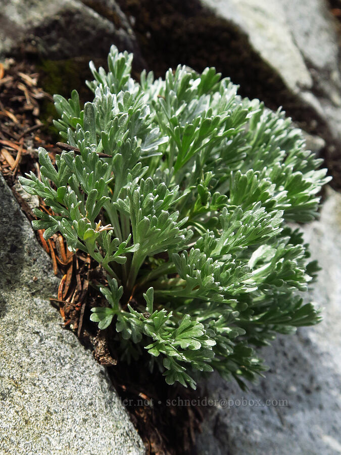 forked wormwood (three-forked mugwort) leaves (Artemisia furcata) [below Chair Peak, Alpine Lakes Wilderness, King County, Washington]