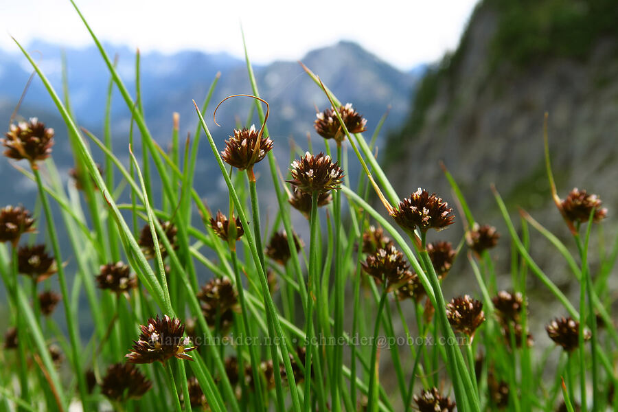 Mertens' rush (Juncus mertensianus) [below Chair Peak, Alpine Lakes Wilderness, King County, Washington]