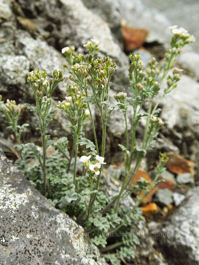 short-fruited smelowskia (Smelowskia ovalis) [below Chair Peak, Alpine Lakes Wilderness, King County, Washington]