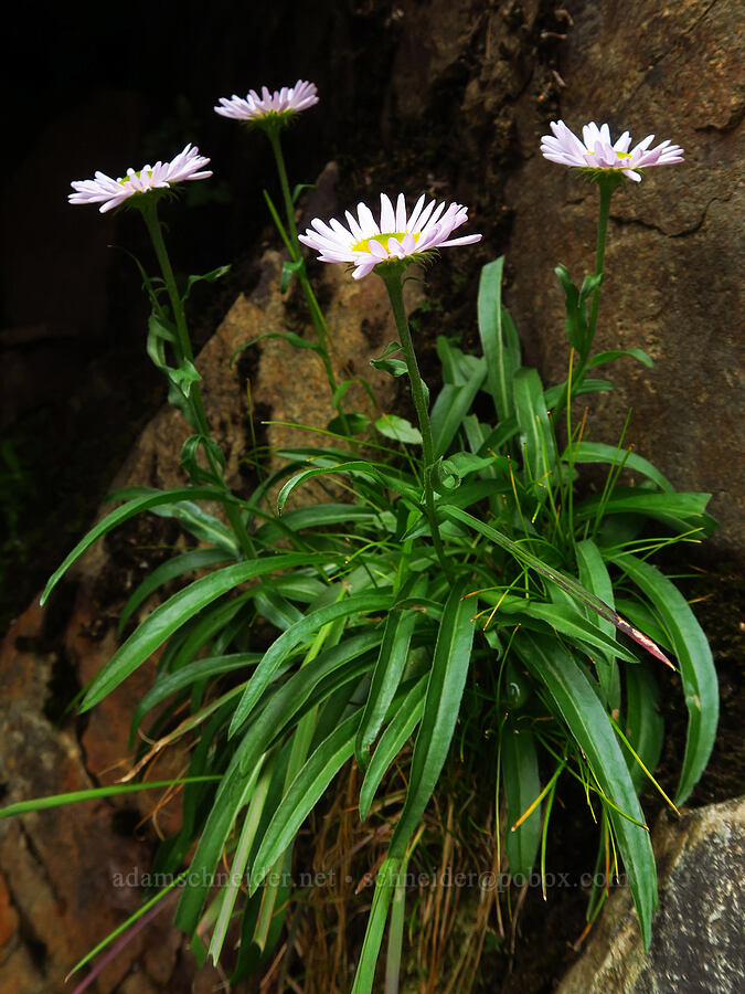 subalpine fleabane (Erigeron glacialis var. glacialis) [below Chair Peak, Alpine Lakes Wilderness, King County, Washington]