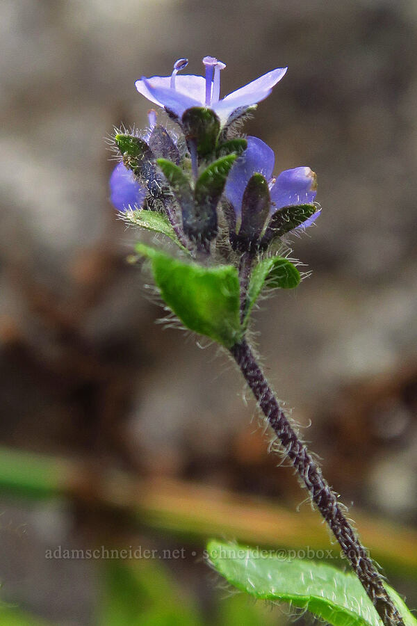 alpine speedwell (Veronica wormskjoldii) [below Chair Peak, Alpine Lakes Wilderness, King County, Washington]