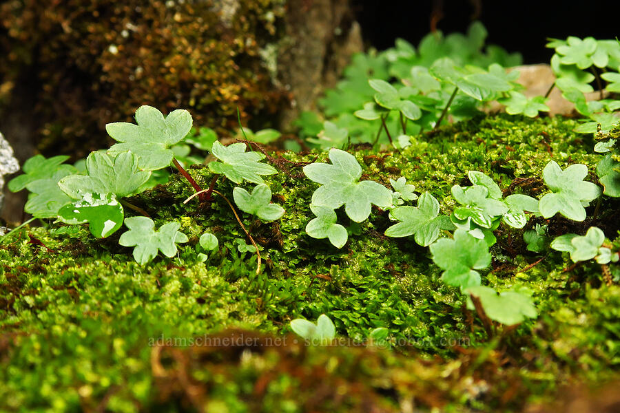 Sitka mist-maidens leaves (Romanzoffia sitchensis) [below Chair Peak, Alpine Lakes Wilderness, King County, Washington]