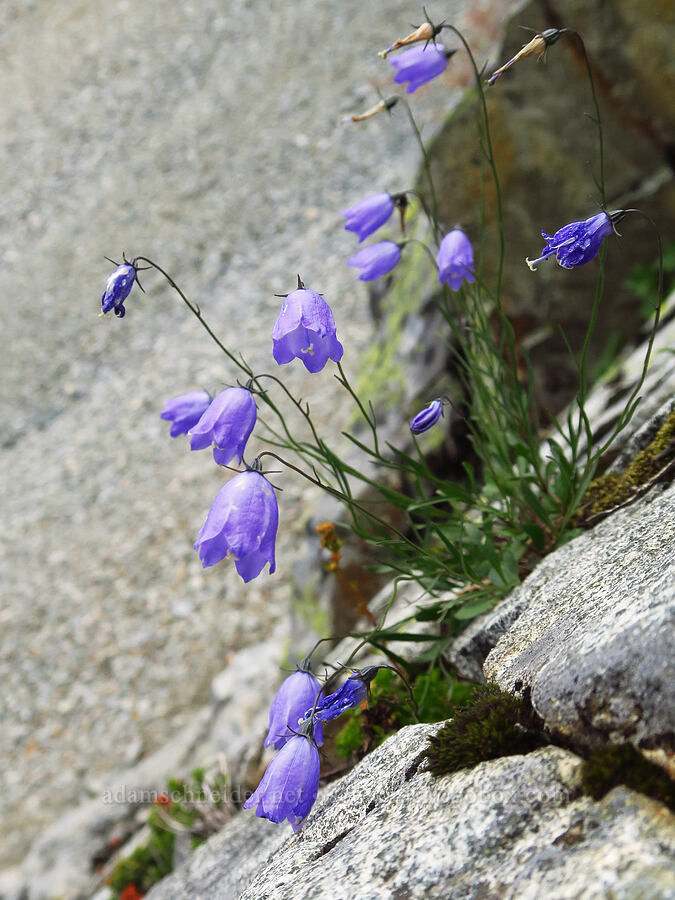 harebell (Campanula petiolata (Campanula rotundifolia)) [below Chair Peak, Alpine Lakes Wilderness, King County, Washington]