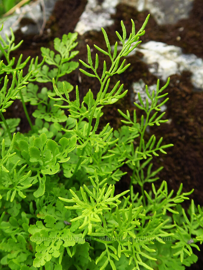 Cascade parsley fern (Cryptogramma cascadensis) [below Chair Peak, Alpine Lakes Wilderness, King County, Washington]