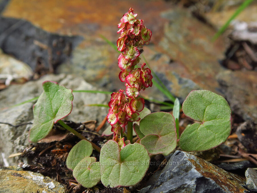 alpine mountain-sorrel, going to seed (Oxyria digyna) [below Chair Peak, Alpine Lakes Wilderness, King County, Washington]