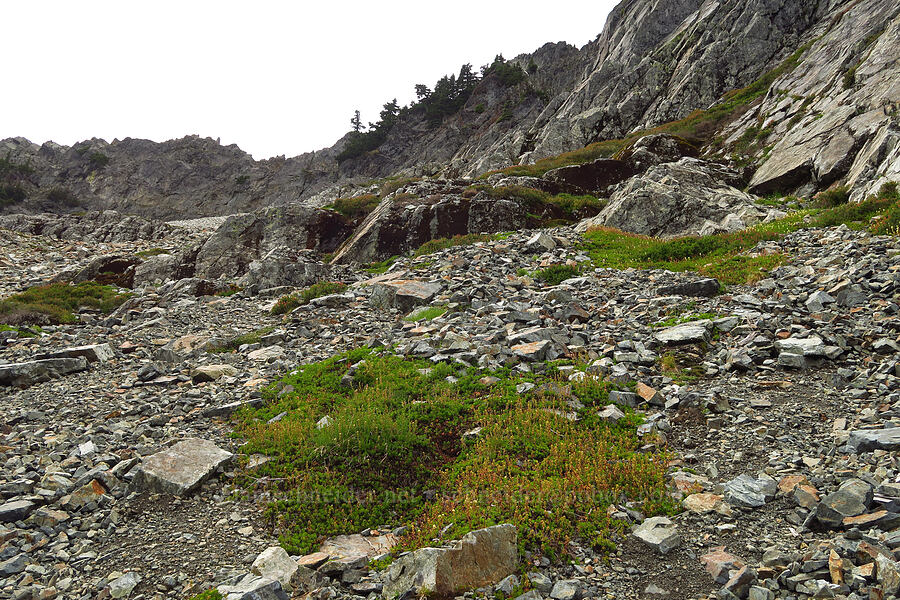 fell fields [below Chair Peak, Alpine Lakes Wilderness, King County, Washington]