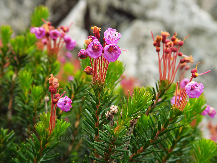 pink mountain heather (Phyllodoce empetriformis) [below Chair Peak, Alpine Lakes Wilderness, King County, Washington]