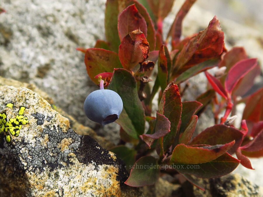 dwarf blueberry/bilberry (Vaccinium cespitosum (Vaccinium caespitosum)) [Chair Peak, Alpine Lakes Wilderness, King County, Washington]