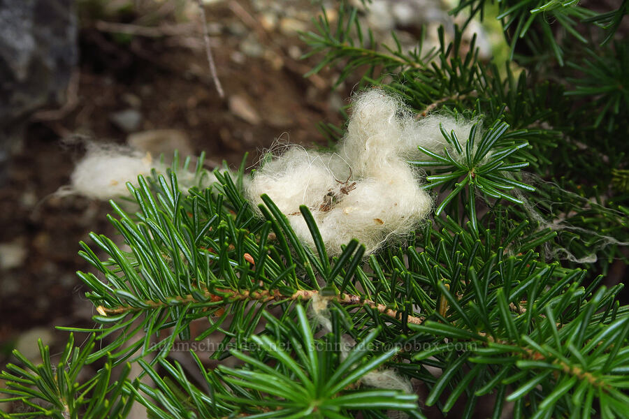 mountain goat fur (Oreamnos americanus) [Chair Peak, Alpine Lakes Wilderness, King County, Washington]