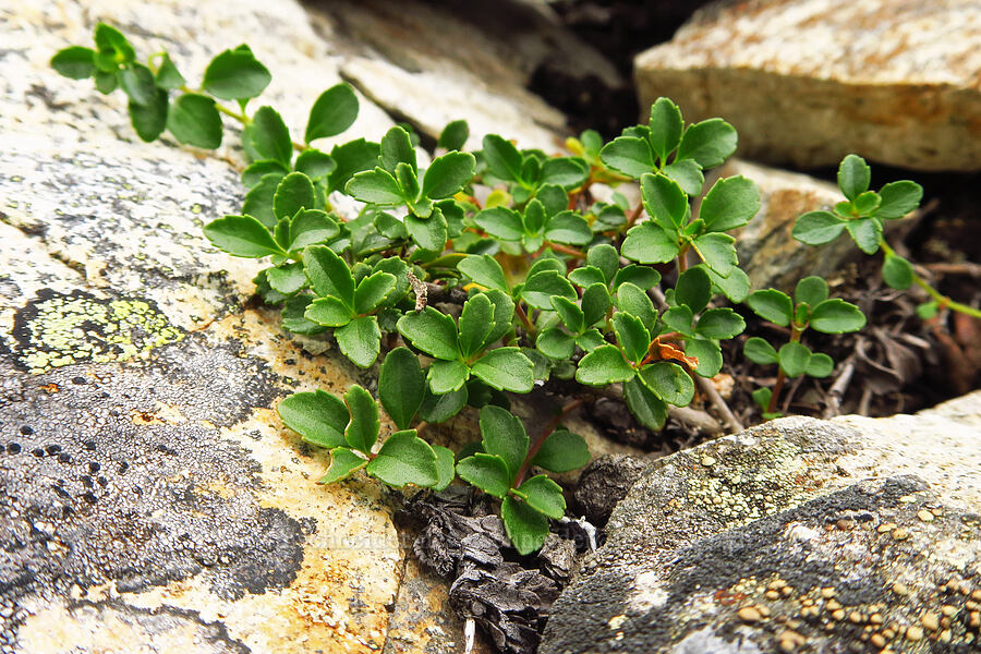 Menzies' penstemon leaves (Penstemon davidsonii var. menziesii) [Chair Peak, Alpine Lakes Wilderness, King County, Washington]