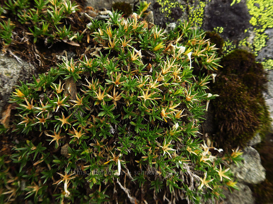 spreading phlox, gone to seed (Phlox diffusa) [Chair Peak, Alpine Lakes Wilderness, King County, Washington]