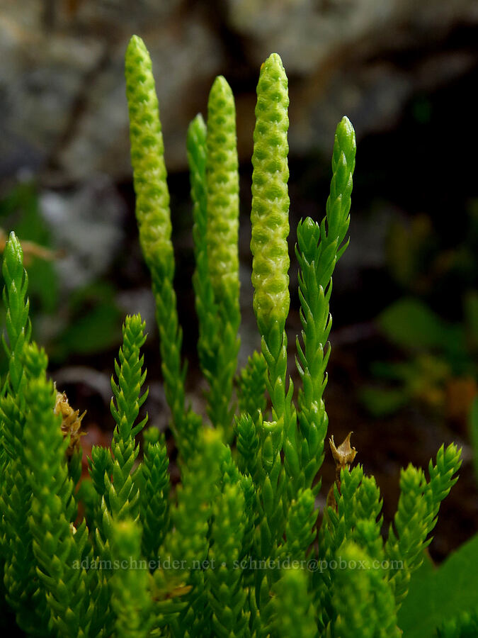 Sitka club-moss (Diphasiastrum sitchense (Lycopodium sitchense)) [Chair Peak, Alpine Lakes Wilderness, King County, Washington]