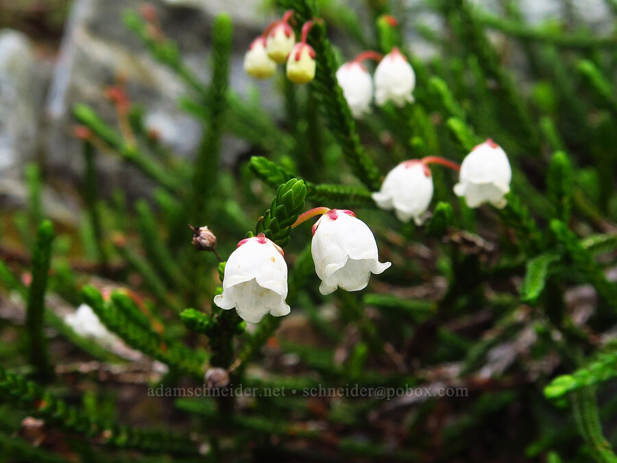 white mountain heather (Cassiope mertensiana) [Chair Peak, Alpine Lakes Wilderness, King County, Washington]