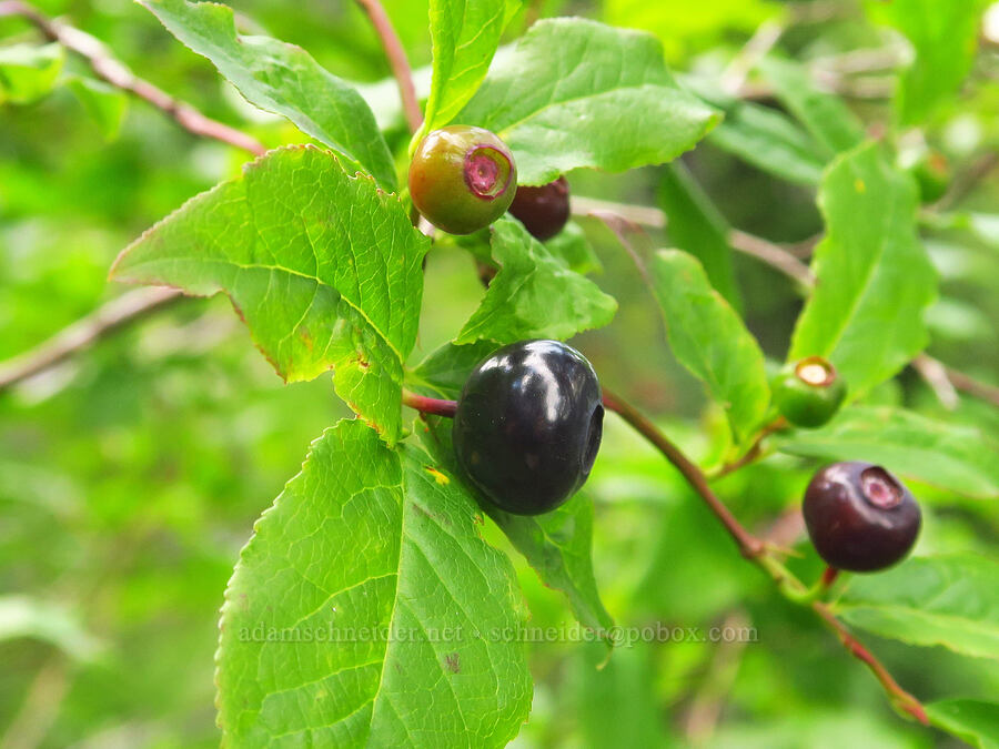 black huckleberries (Vaccinium membranaceum) [above Source Lake, Alpine Lakes Wilderness, King County, Washington]