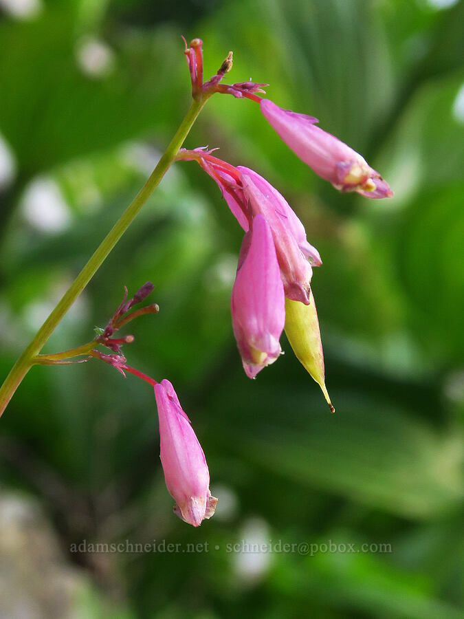 bleeding-hearts, going to seed (Dicentra formosa) [above Source Lake, Alpine Lakes Wilderness, King County, Washington]