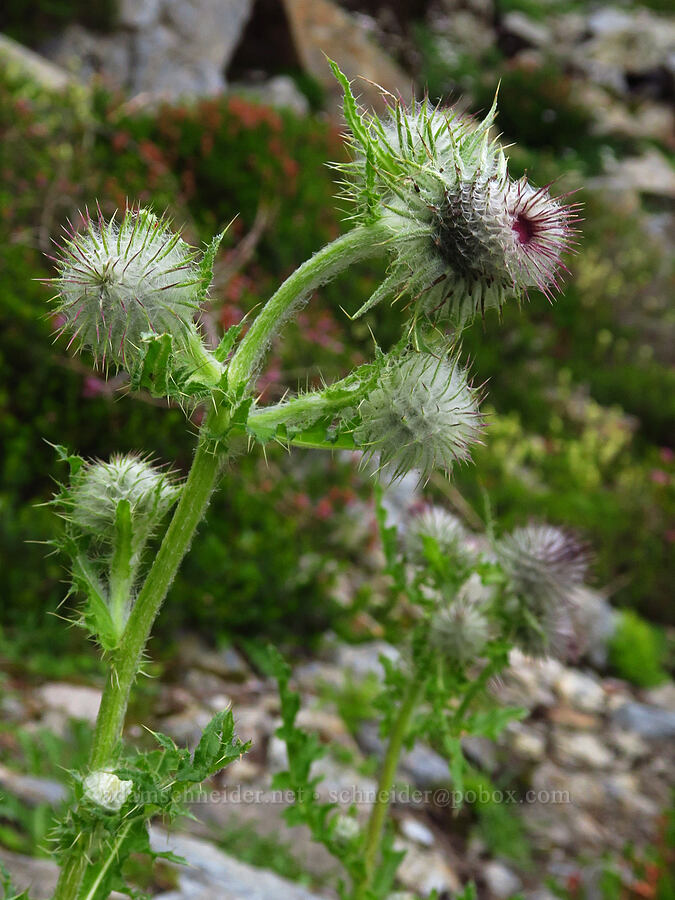 edible thistle (Cirsium edule) [above Source Lake, Alpine Lakes Wilderness, King County, Washington]