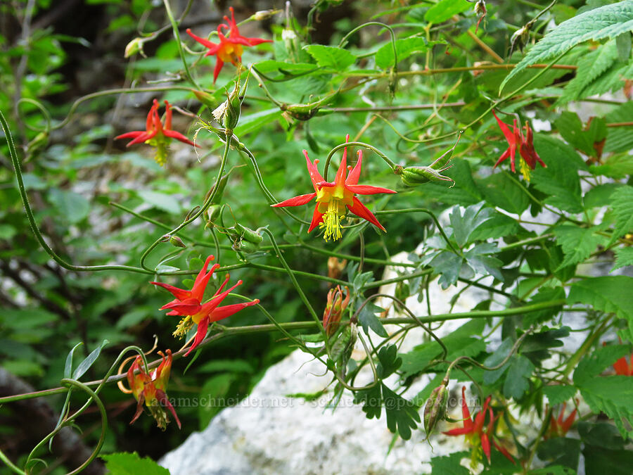 viny columbine (Aquilegia formosa) [above Source Lake, Alpine Lakes Wilderness, King County, Washington]