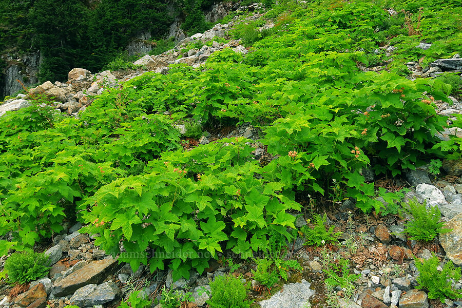 thimbleberries (Rubus parviflorus (Rubus nutkanus)) [above Source Lake, Alpine Lakes Wilderness, King County, Washington]