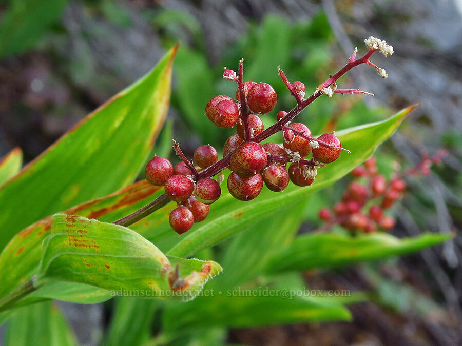 feathery false Solomon's-seal berries (Maianthemum racemosum ssp. amplexicaule (Smilacina racemosa)) [above Source Lake, Mt. Baker-Snoqualmie National Forest, King County, Washington]