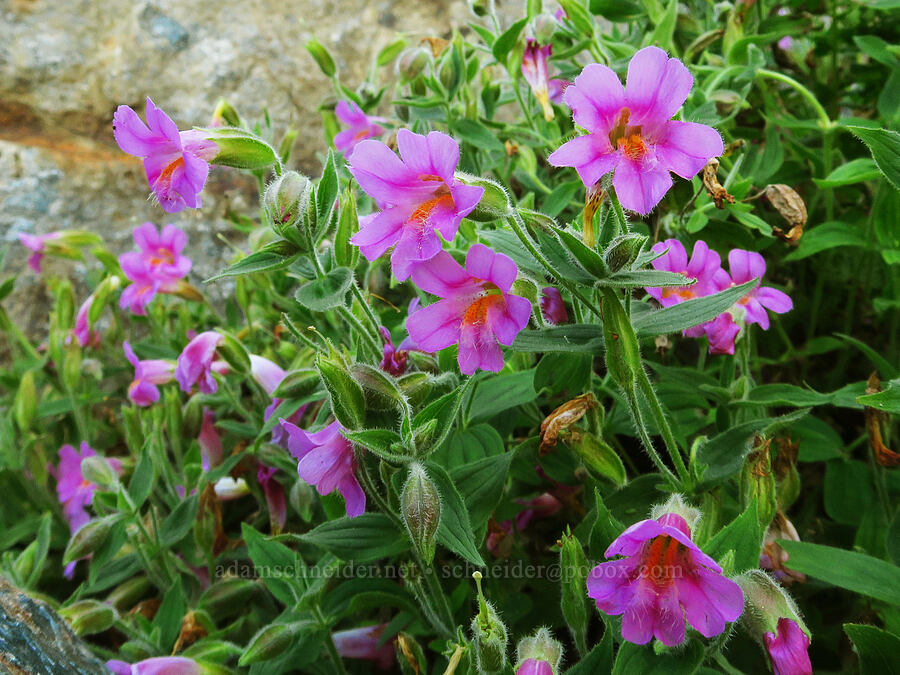 Lewis' monkeyflower (Erythranthe lewisii (Mimulus lewisii)) [above Source Lake, Mt. Baker-Snoqualmie National Forest, King County, Washington]