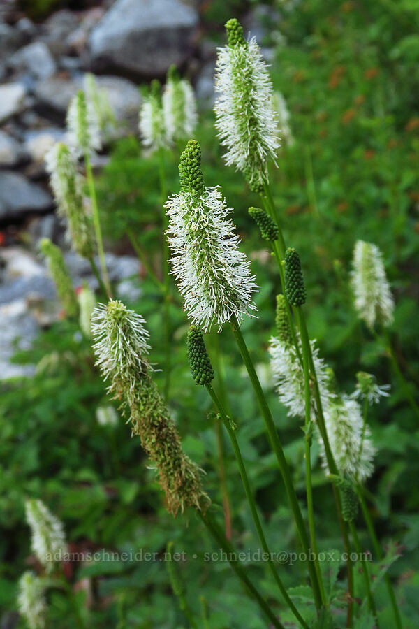 Sitka burnet (Sanguisorba stipulata (Sanguisorba sitchensis)) [Source Lake Trail, Mt. Baker-Snoqualmie National Forest, King County, Washington]