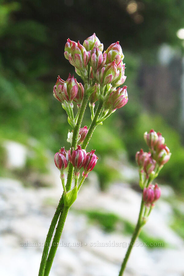 western false asphodel, going to seed (Triantha occidentalis (Tofieldia glutinosa var. occidentalis)) [Source Lake Trail, Mt. Baker-Snoqualmie National Forest, King County, Washington]