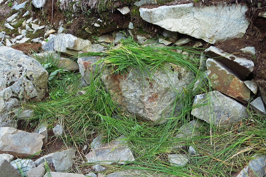 pika's haystack/haypile (Ochotona princeps fenisex) [Source Lake Trail, Mt. Baker-Snoqualmie National Forest, King County, Washington]