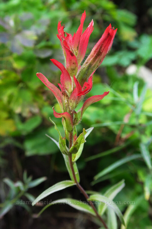 scarlet paintbrush (Castilleja miniata) [Snow Lake Trail, Mt. Baker-Snoqualmie National Forest, King County, Washington]