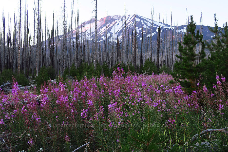 fireweed & Mount Adams (Chamerion angustifolium (Chamaenerion angustifolium) (Epilobium angustifolium)) [Forest Road 8040, Gifford Pinchot National Forest, Yakima County, Washington]