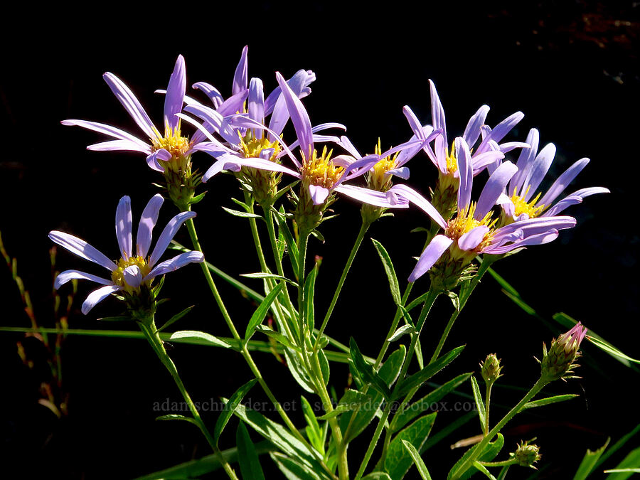 Cascade aster (Eucephalus ledophyllus (Doellingeria ledophyllus) (Aster ledophyllus)) [South Climb Trail, Gifford Pinchot National Forest, Yakima County, Washington]