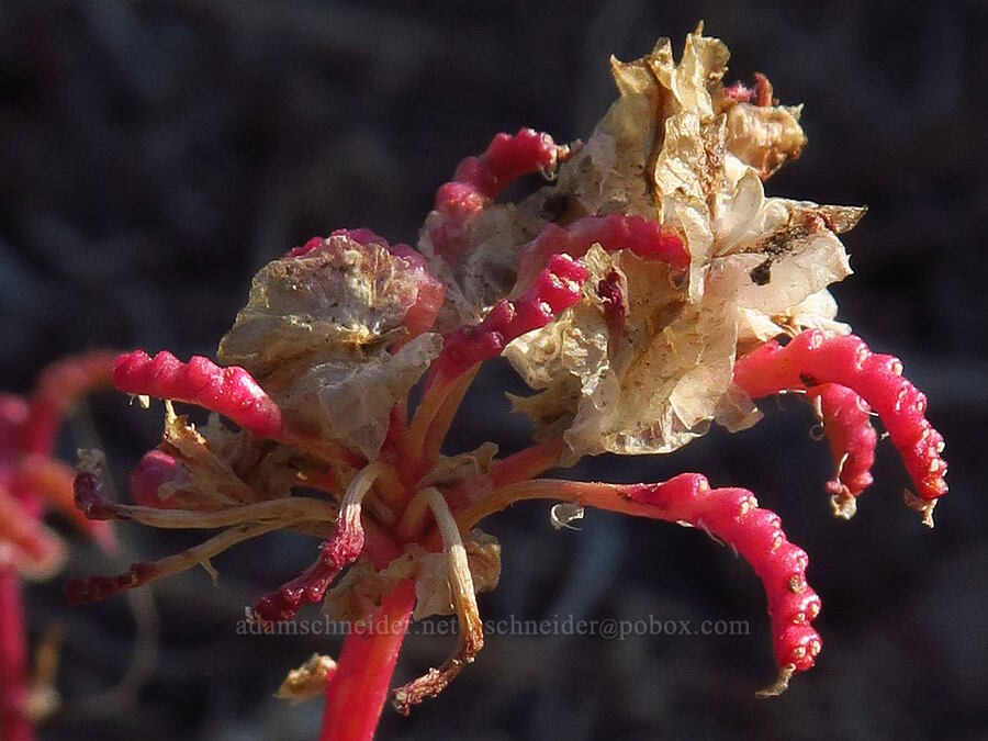 pussy-paws, going to seed (Calyptridium umbellatum (Cistanthe umbellata)) [South Climb Trail, Gifford Pinchot National Forest, Yakima County, Washington]