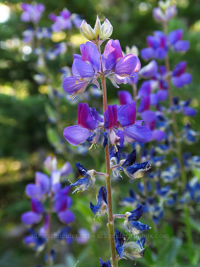 lupine (Lupinus sp.) [South Climb Trail, Gifford Pinchot National Forest, Yakima County, Washington]