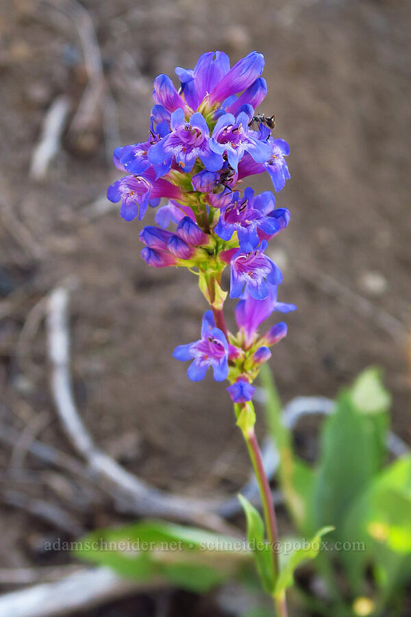 glaucous penstemon (Penstemon euglaucus) [South Climb Trail, Gifford Pinchot National Forest, Yakima County, Washington]