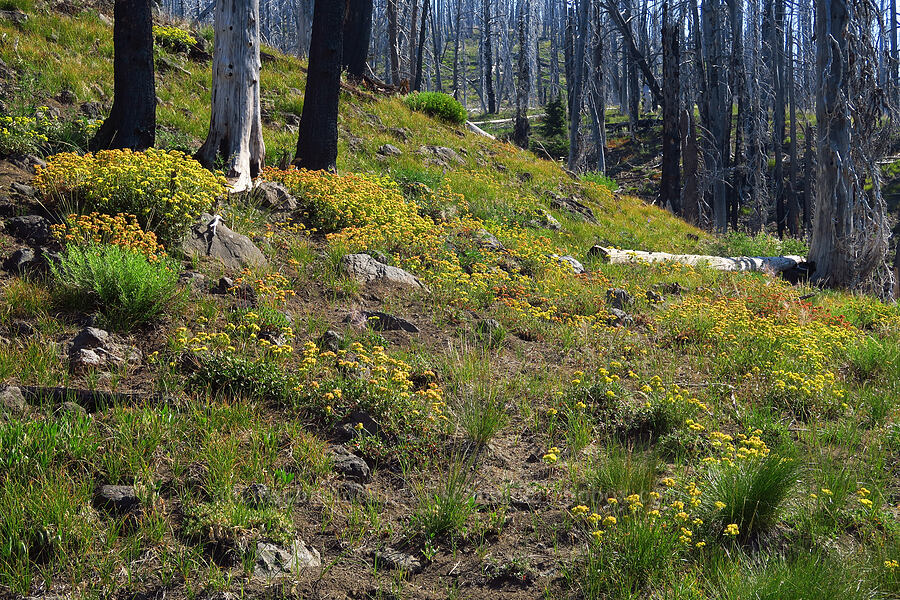 Haussknecht's sulphur-flower buckwheat (Eriogonum umbellatum var. haussknechtii (Eriogonum haussknechtii)) [South Climb Trail, Gifford Pinchot National Forest, Yakima County, Washington]