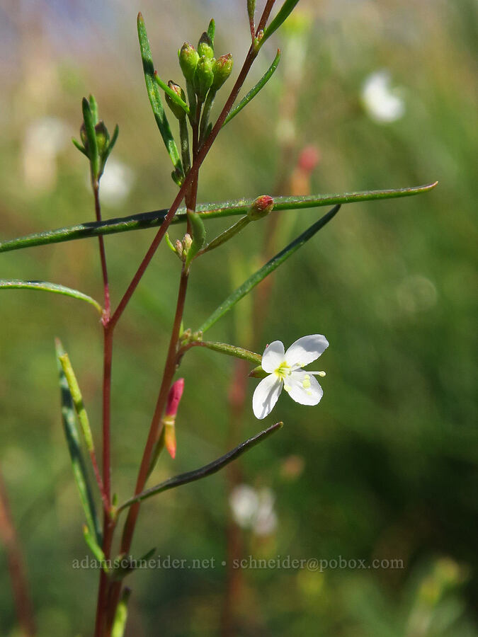 spreading groundsmoke (Gayophytum diffusum) [South Climb Trail, Gifford Pinchot National Forest, Yakima County, Washington]