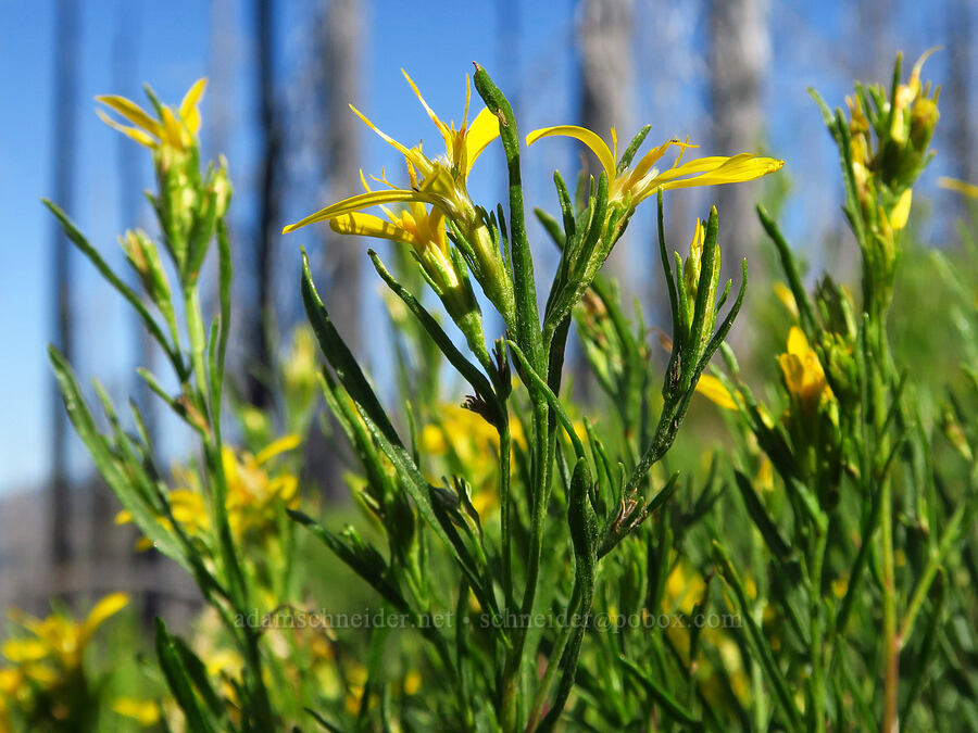 Bloomer's goldenweed/rabbitbrush (Ericameria bloomeri (Haplopappus bloomeri)) [South Climb Trail, Gifford Pinchot National Forest, Yakima County, Washington]