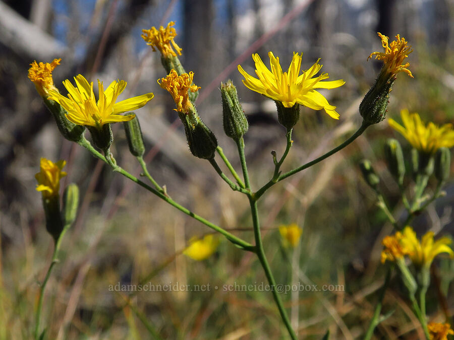 Scouler's hawkweed (Hieracium scouleri (Pilosella scouleri)) [South Climb Trail, Gifford Pinchot National Forest, Yakima County, Washington]