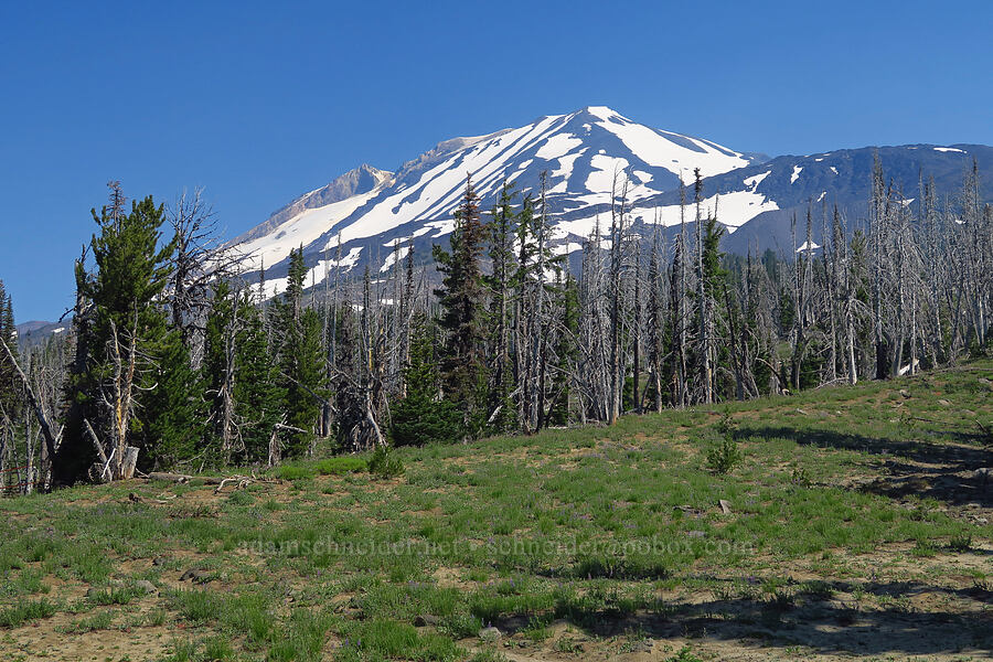 Mount Adams [South Climb Trail, Mt. Adams Wilderness, Yakima County, Washington]