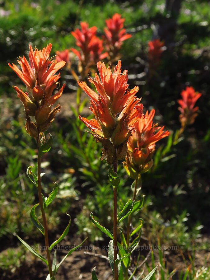 scarlet paintbrush (Castilleja miniata) [South Climb Trail, Mt. Adams Wilderness, Yakima County, Washington]