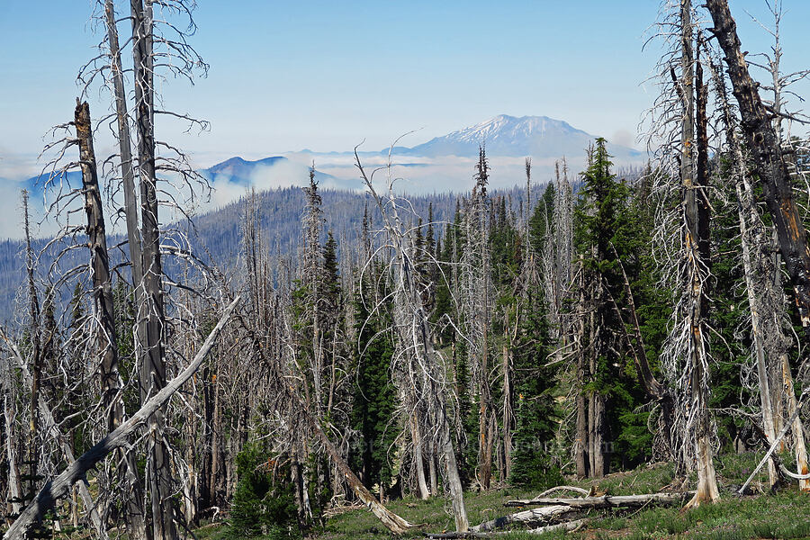 wildfire smoke & Mount St. Helens [South Climb Trail, Mt. Adams Wilderness, Yakima County, Washington]